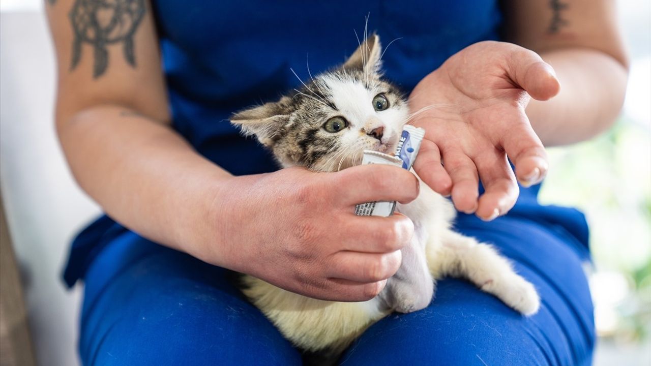 Hayata Tutunan Mucize: Ampute Yavru Kedi