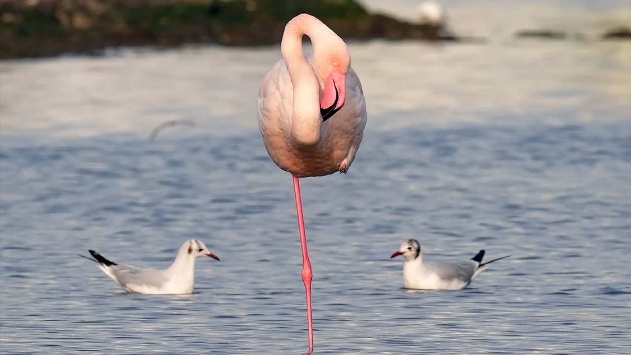 İzmir'in Flamingoları: Şehirle Bütünleşen Kuşlar