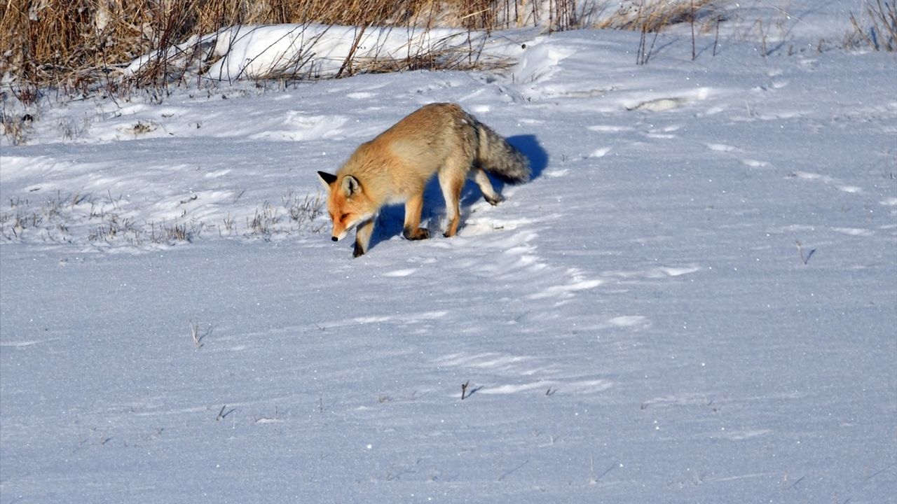 Kars ve Ardahan'da Dondurucu Soğuk Hava Etkili