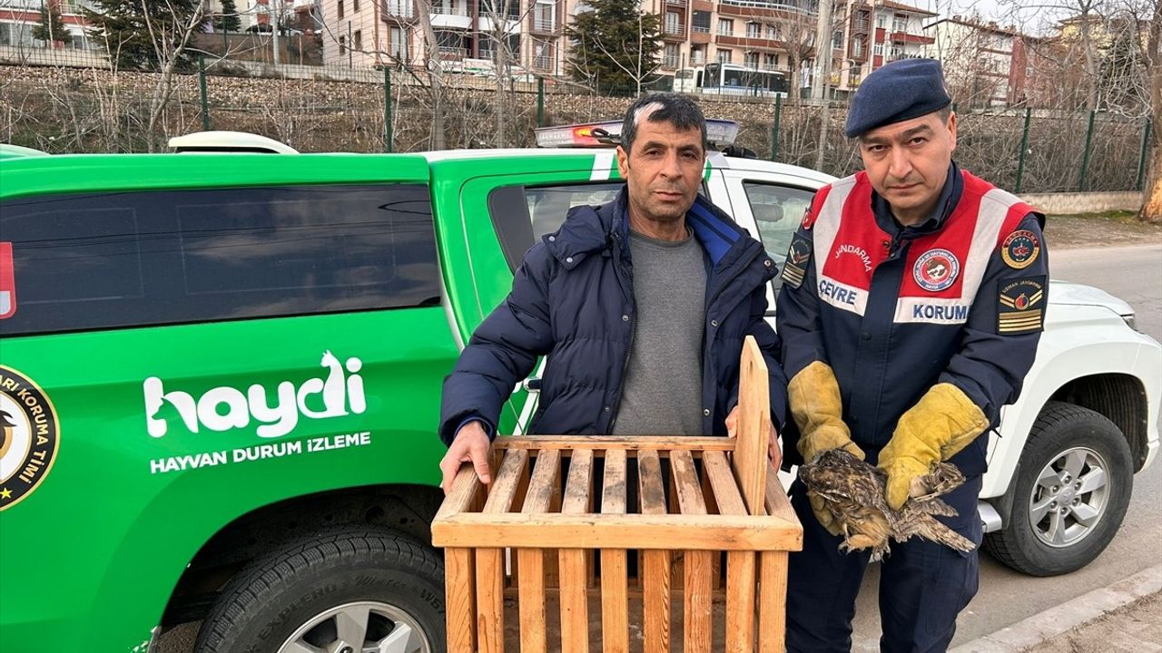 Kırıkkale'de Yaralı Orman Baykuşu Tedavi Altına Alındı