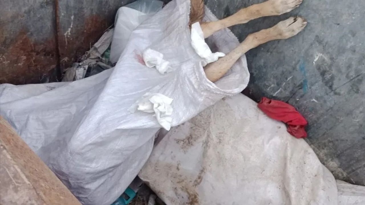 Kırklareli'nde Ölü Köpekler Üzerine Soruşturma Başlatıldı