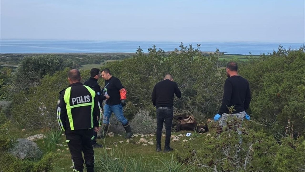 KKTC'de Yaban Eşekleri Katliamı Soruşturuluyor