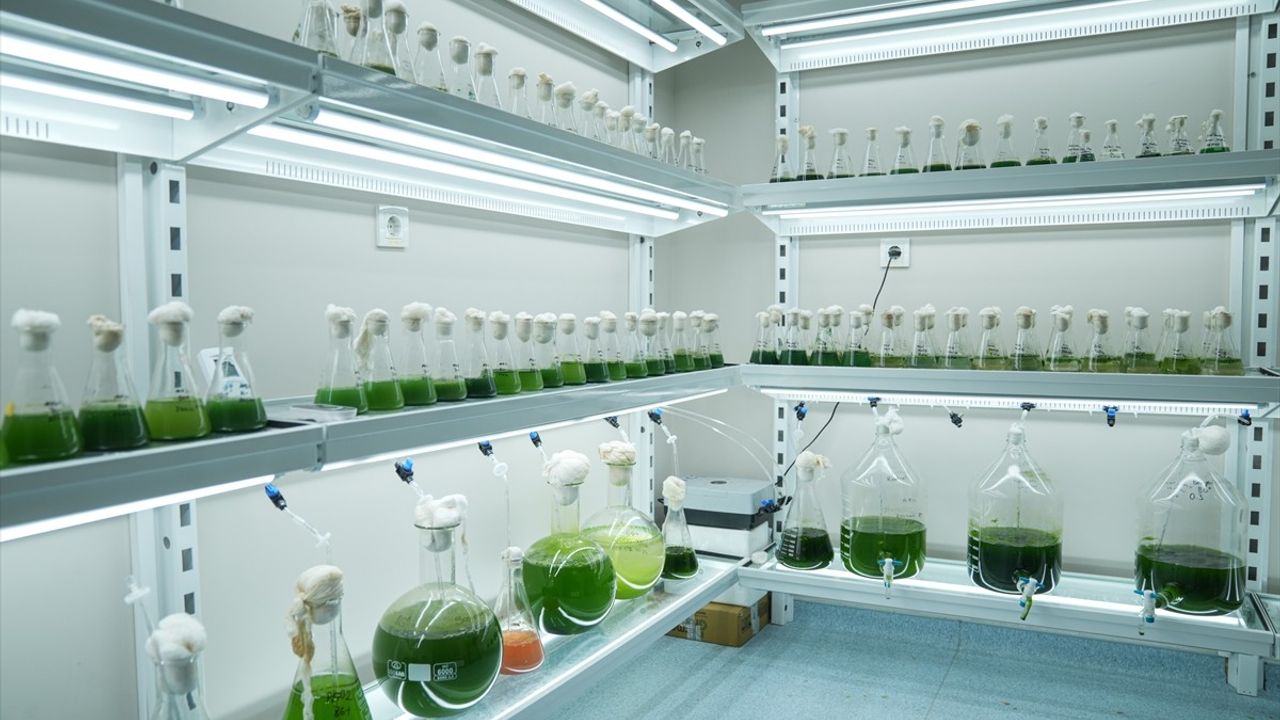 Küçükçekmece Gölü'nde Oksijensizlik Tehdidi