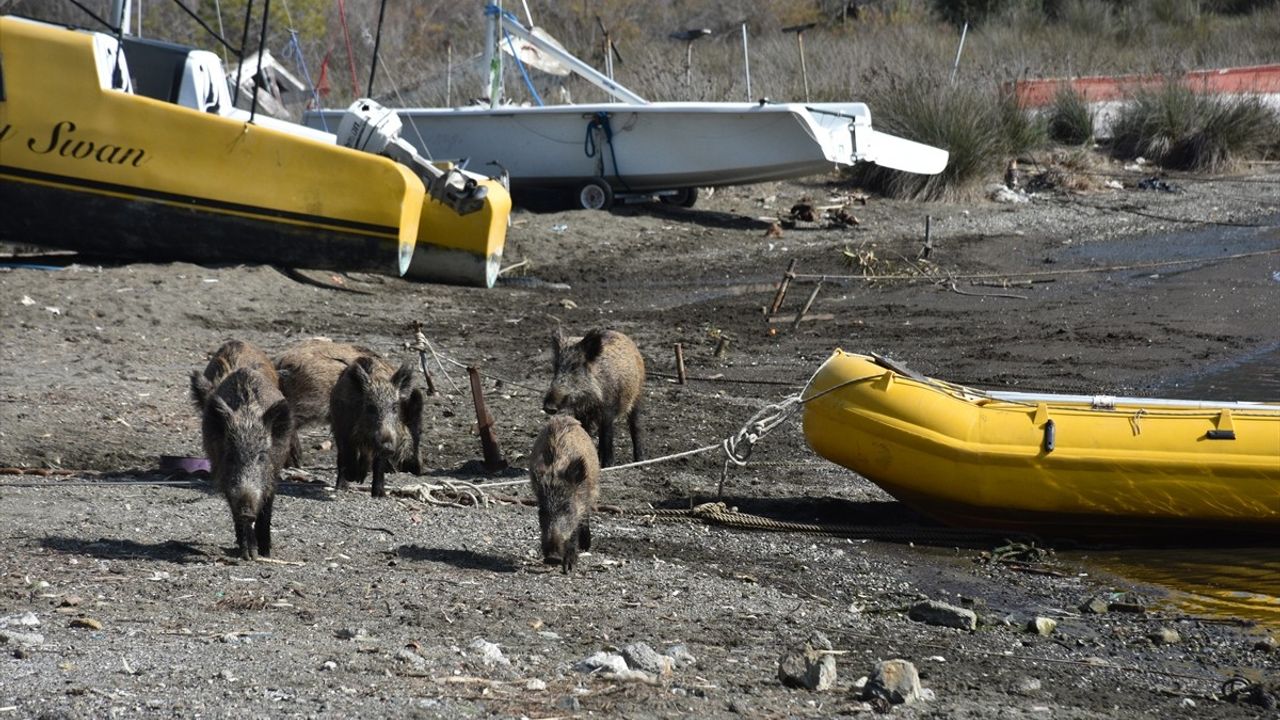 Marmaris'te Yaban Domuzları Sahile İndi