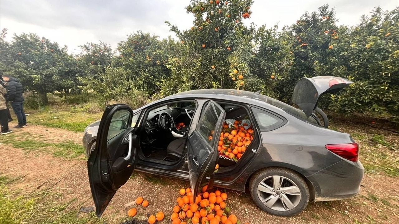 Mersin'de Portakal Hırsızlığı