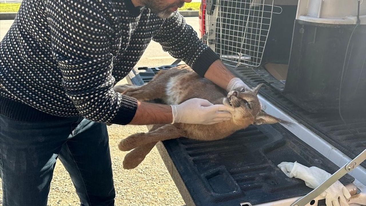 Muğla'da Nesli Tehlike Altındaki Karakulak Araç Çarpmasında Hayatını Kaybetti