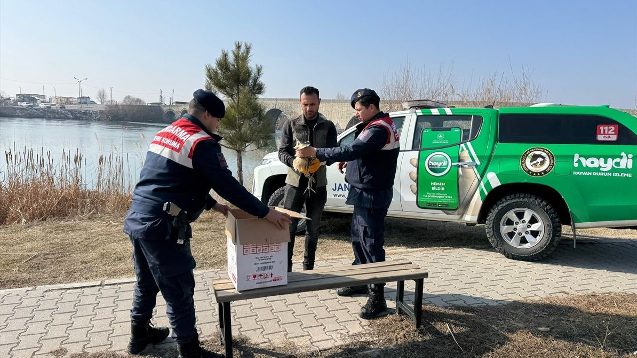 Muş'ta Yaralı Bayağı Balaban Kuşuna Destek