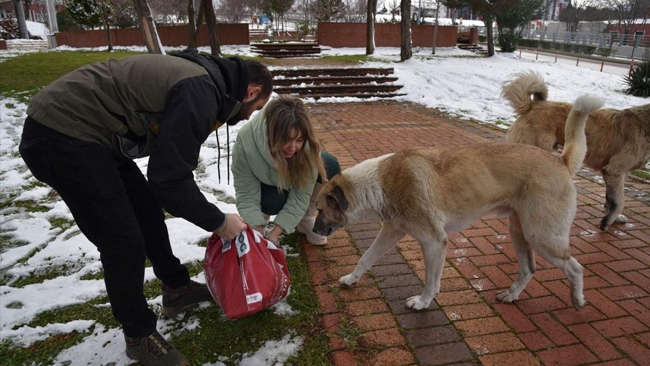 Samsun'daki Öğrenciler, Sahipsiz Hayvanlar İçin Destek Oldu