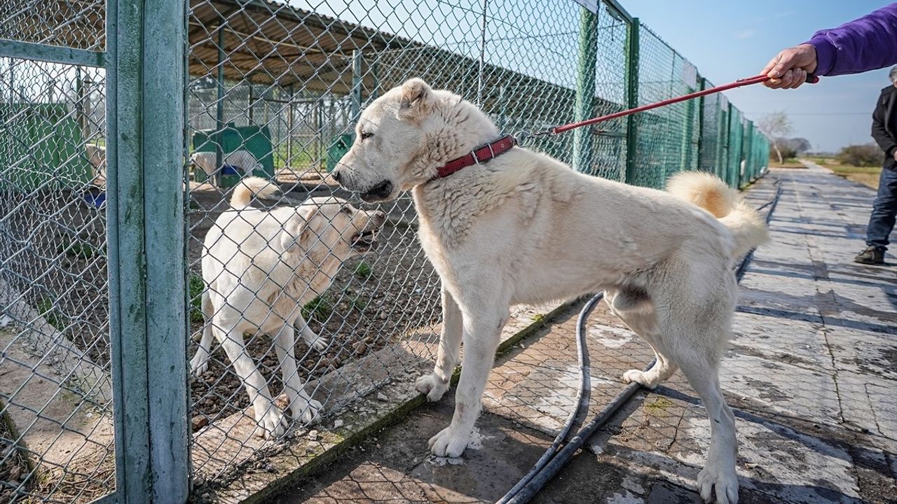 TİGEM'de Safkan Kangal ve Akbaş Yavrularına Yoğun İlgi