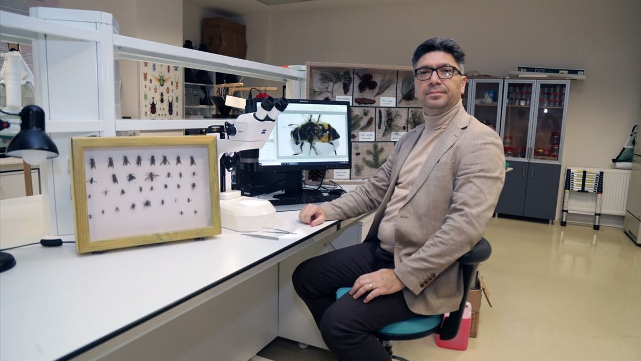 Uludağ Ormanlarında Arı Türleri Araştırması Başlıyor