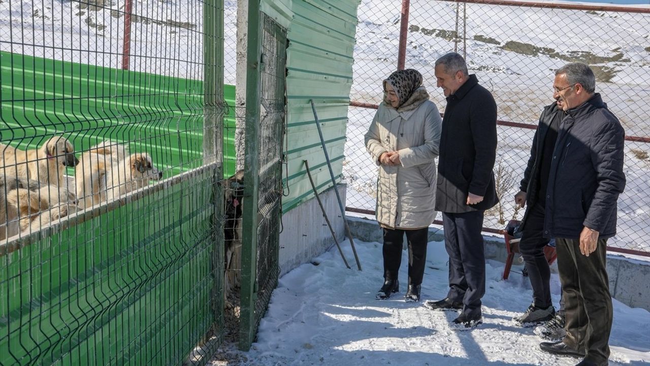 Van'da Sahipsiz Hayvanlar için Yeni Doğal Yaşam Alanı