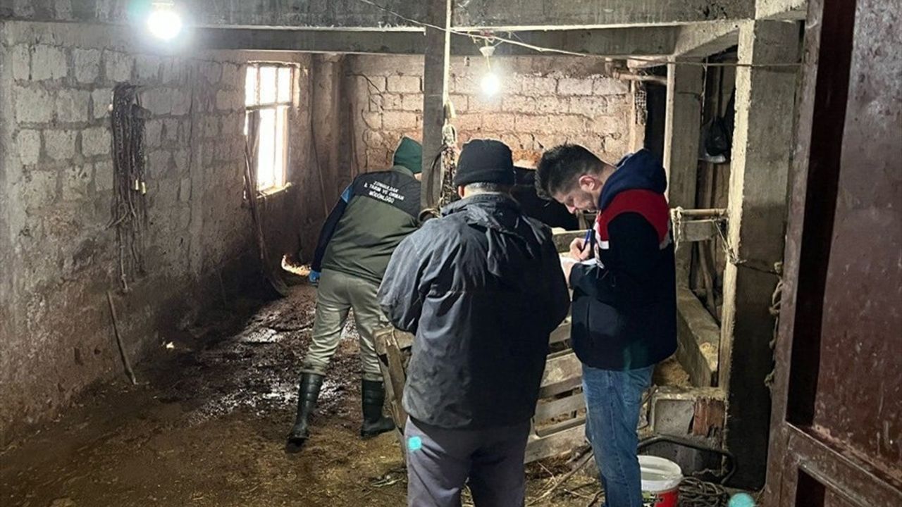 Zonguldak'ta Şap Hastalığı Nedeniyle Karantina Uygulaması