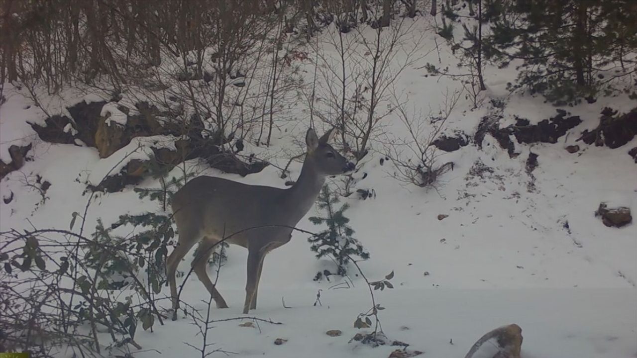 Amasya'da Fotokapanla Karacalar Görüntülendi