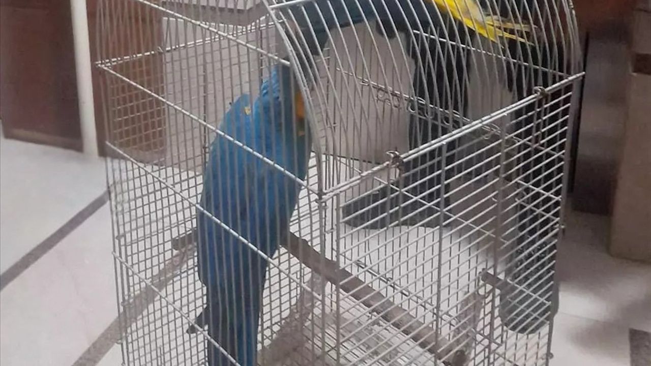 Antalya'da Yasaklı Papağanlara Operasyon