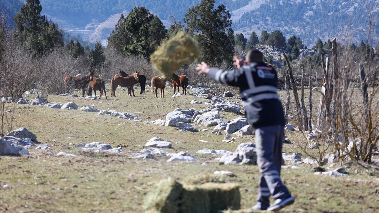 Antalya'da Yılkı Atlarına Beslenme Desteği