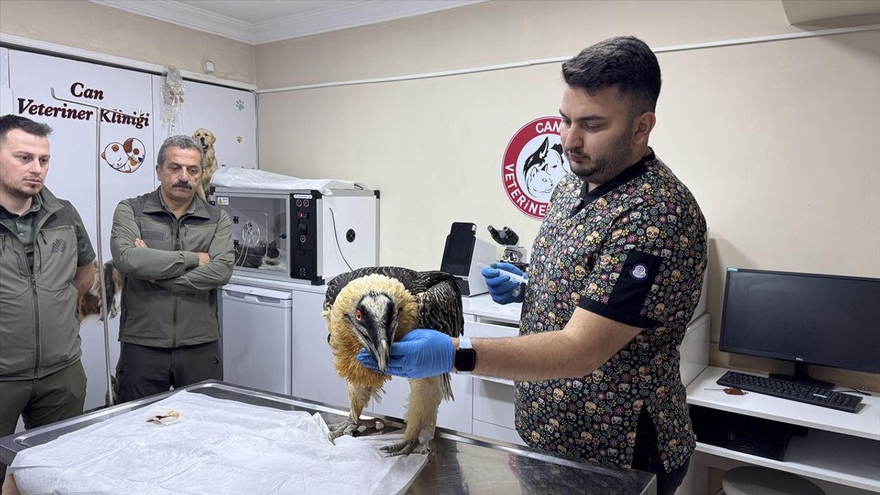 Artvin'de Tedavi Edilen Sakallı Akbaba Hayvanat Bahçesine Gönderilecek