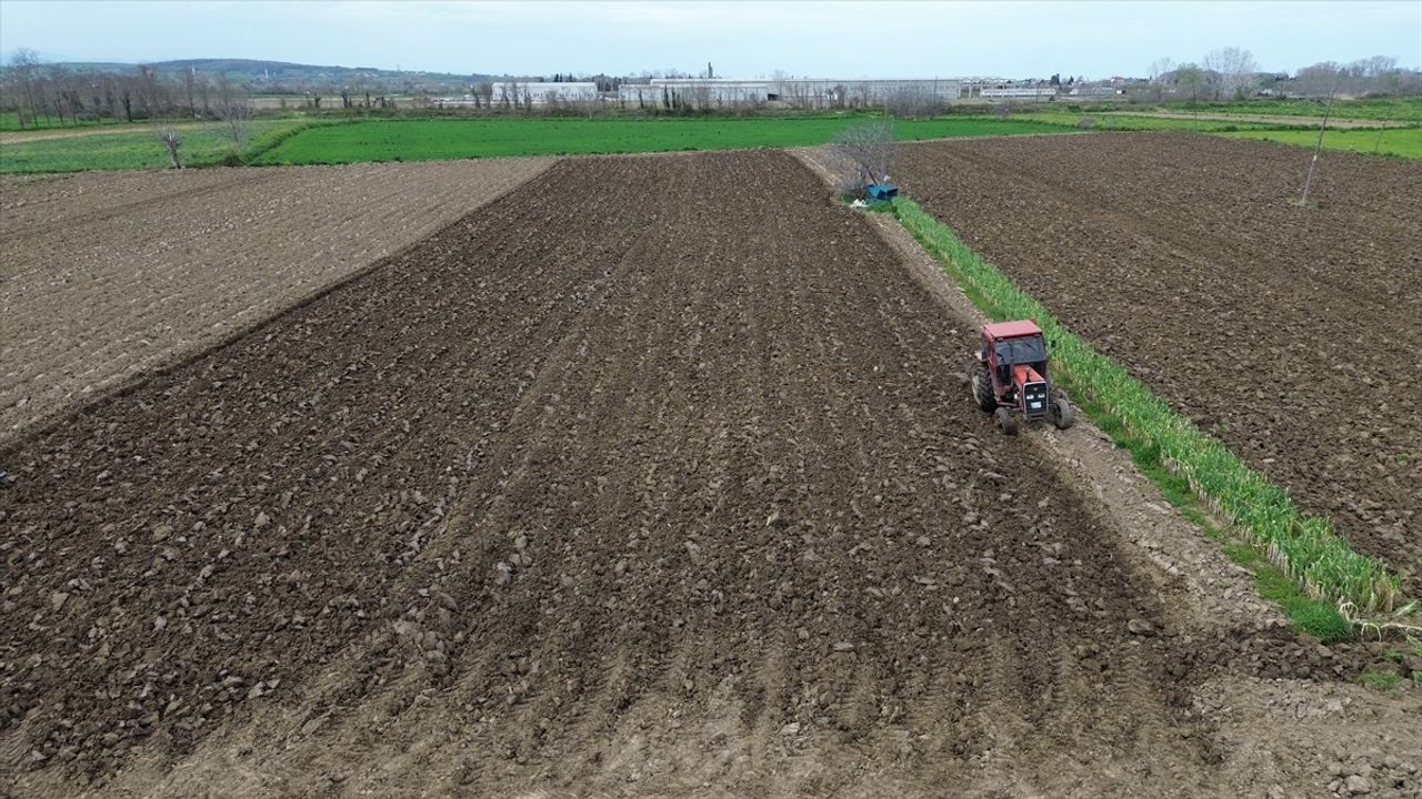Bafra Ovası'nda Yazlık Ürün Ekim Çalışmaları Başladı