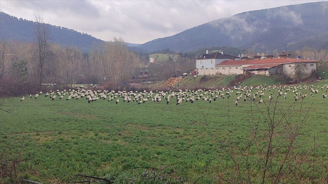 Bolu'da Baharın Habercisi Leylekler Mola Verdi