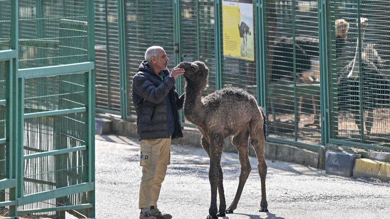 Boncuk: Gaziantep'in Sevimli Deve Yavrusu