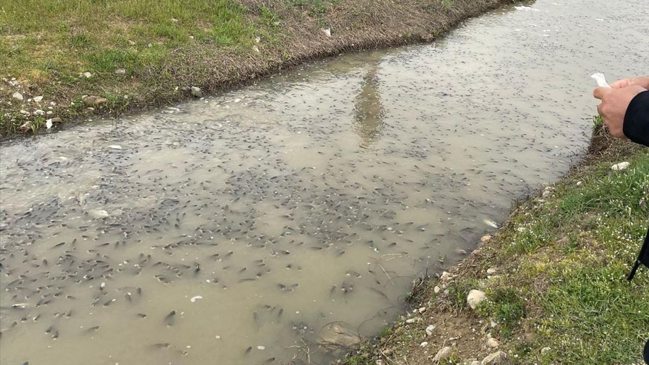 Bursa'da Boğazköy Barajı'ndaki Balık Ölümleri Üzerine İnceleme