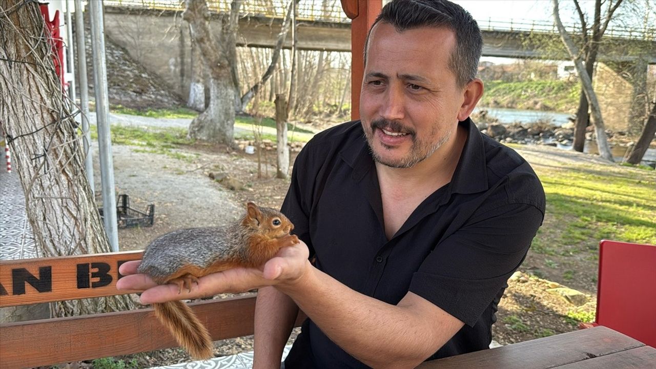 Çanakkale'de Yuva Düşüren Sincap Kurtarıldı