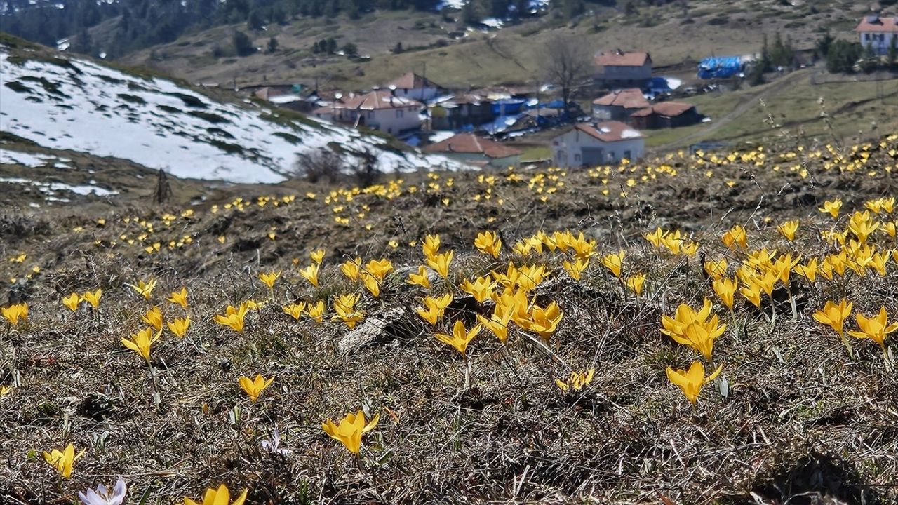 Çankırı'da Çiğdemler Baharı Karşılıyor