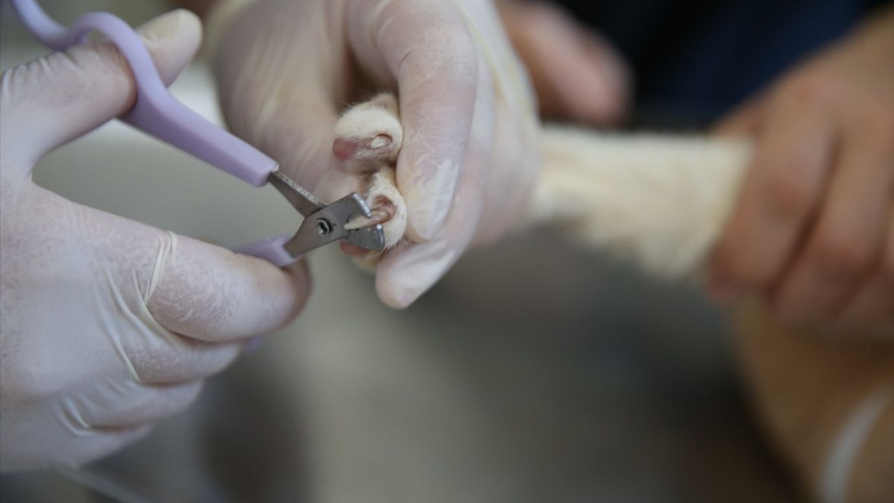 Diyarbakır'da Kadın Veteriner Hekimlerin Başarısı