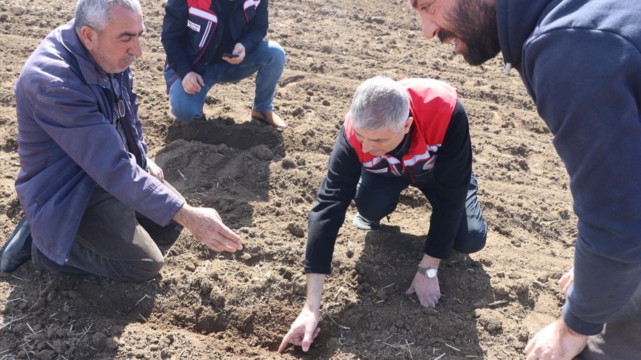 Edirne'de Ayçiçeği Kuraklığa Dayanıklılık Testi