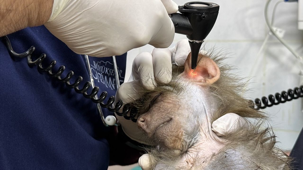 Elazığ'da Bulunan Yavru Babun Gaziantep'e Nakledildi