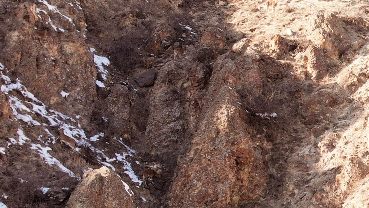 Erzurum'un Dağ Keçileri Dronla Görüntülendi