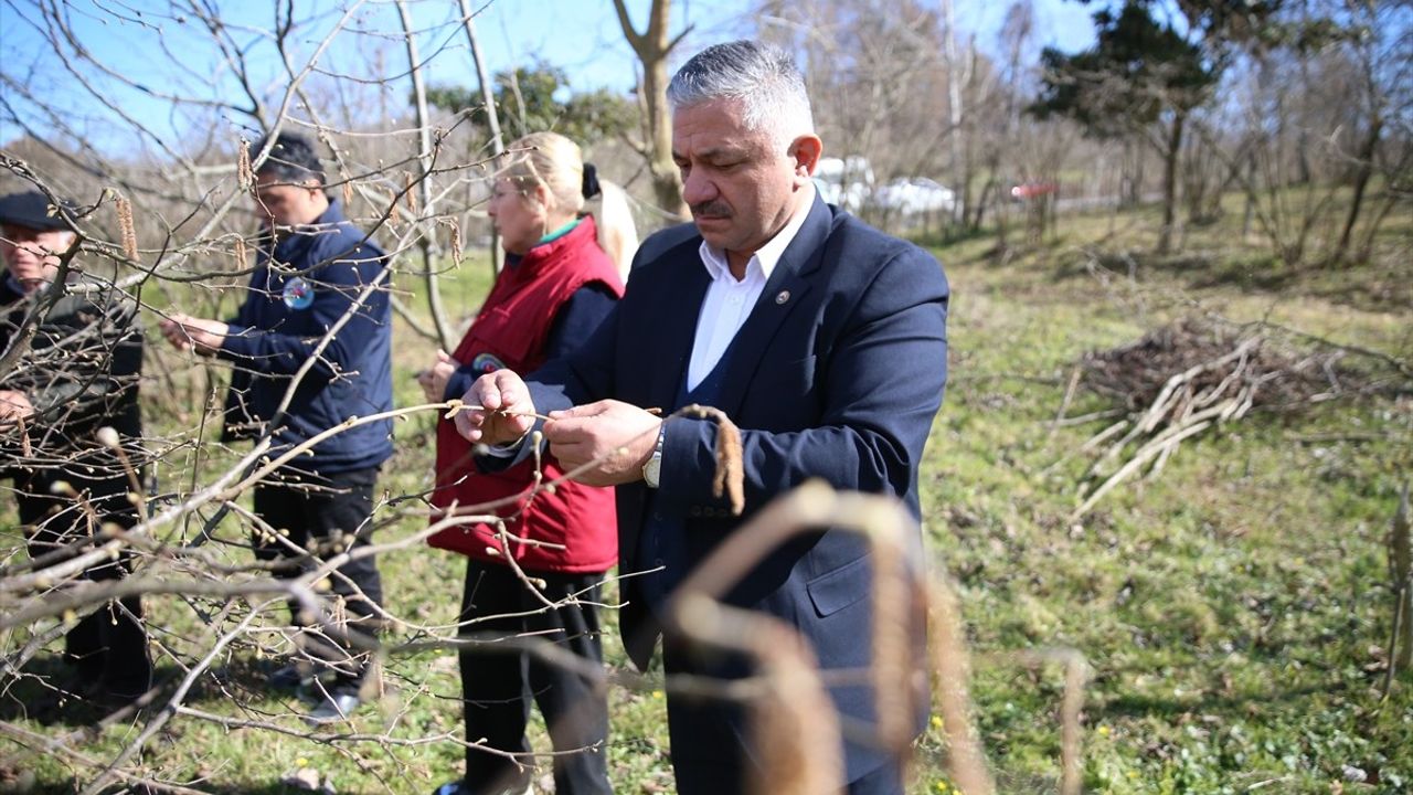 Fındık Üretiminde Soğuk Hava Sorun Olmadı