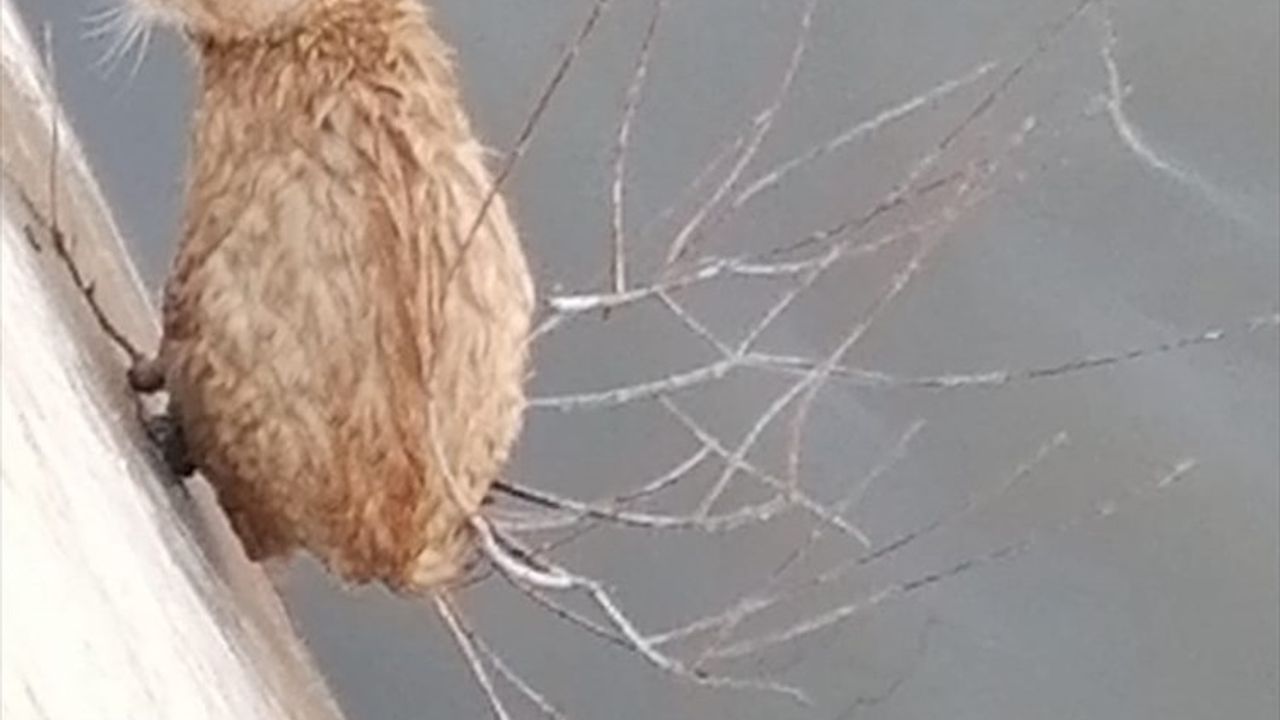 Gümüşhane'de Harşit Çayı'nda Mahsur Kalan Kediler Kurtarıldı