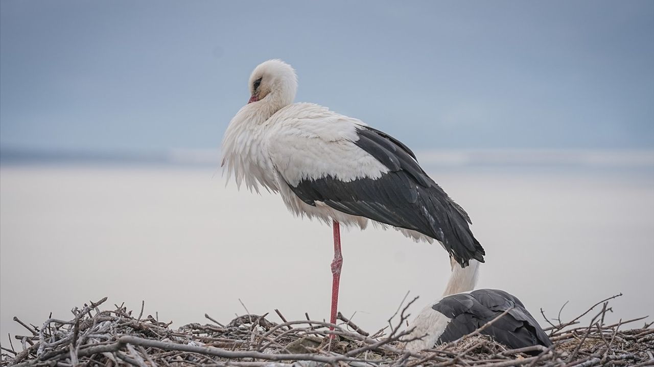 Karacabey'in Simgesi Yaren Leylek 14 Yıldır Aynı Yuvada
