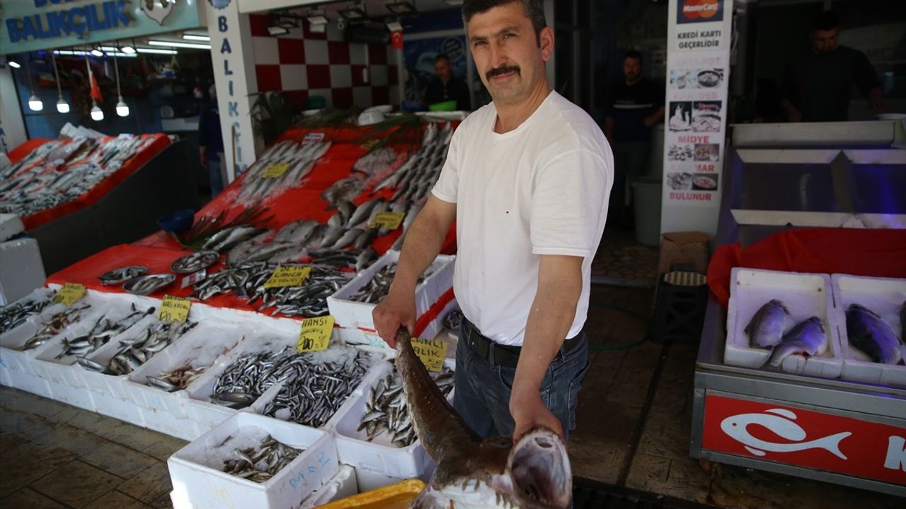 Karadeniz'de Fener Balığı Ticareti