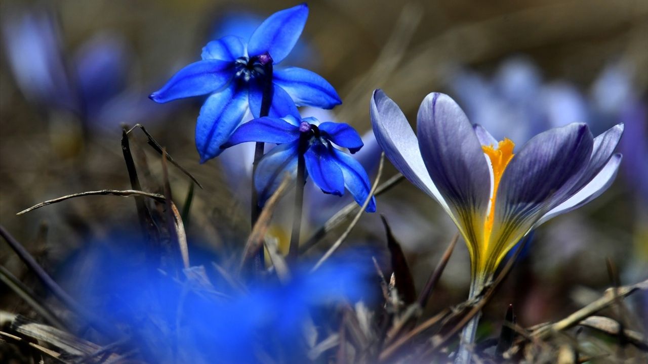 Kars'ta Baharın Gelişi: Kardelen ve Çiğdemler Çiçek Açtı