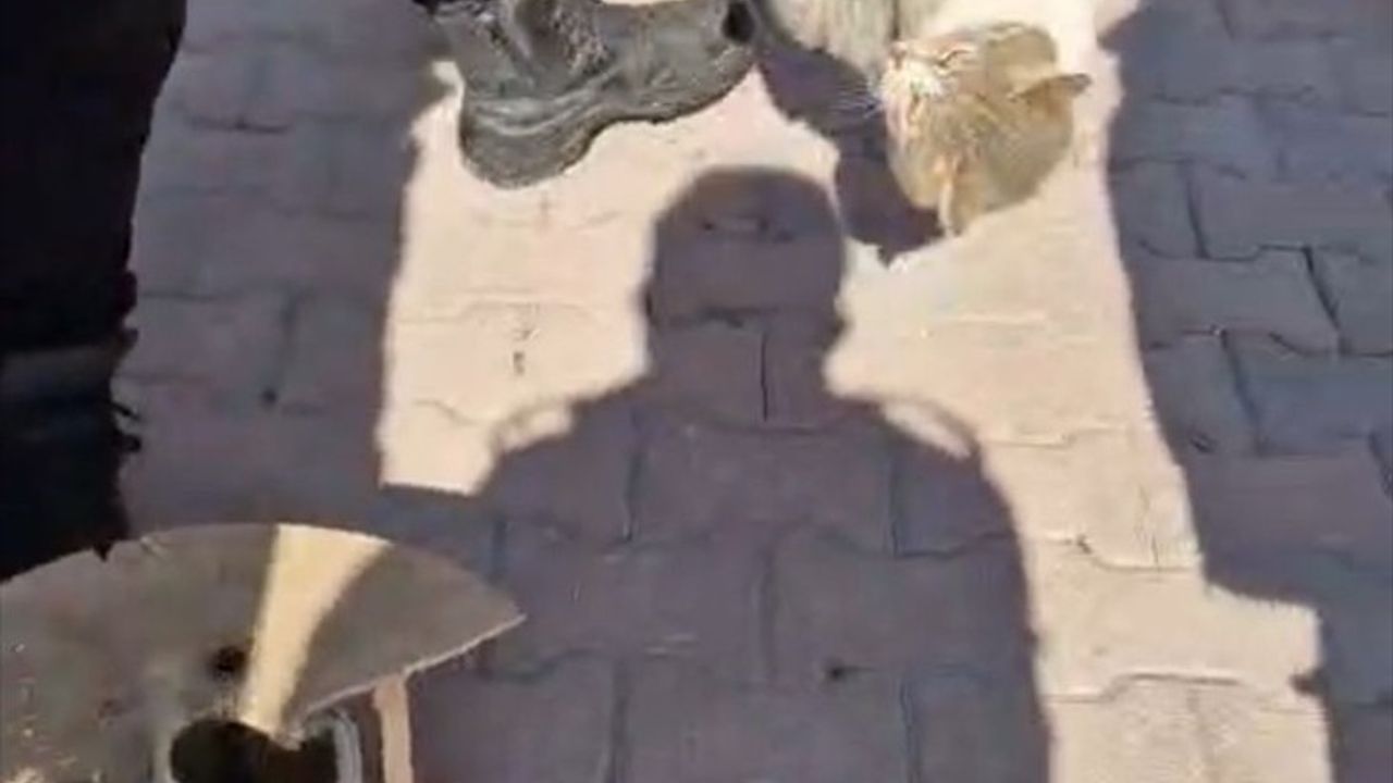 Kayseri'de Kedi Kurtarma Operasyonu