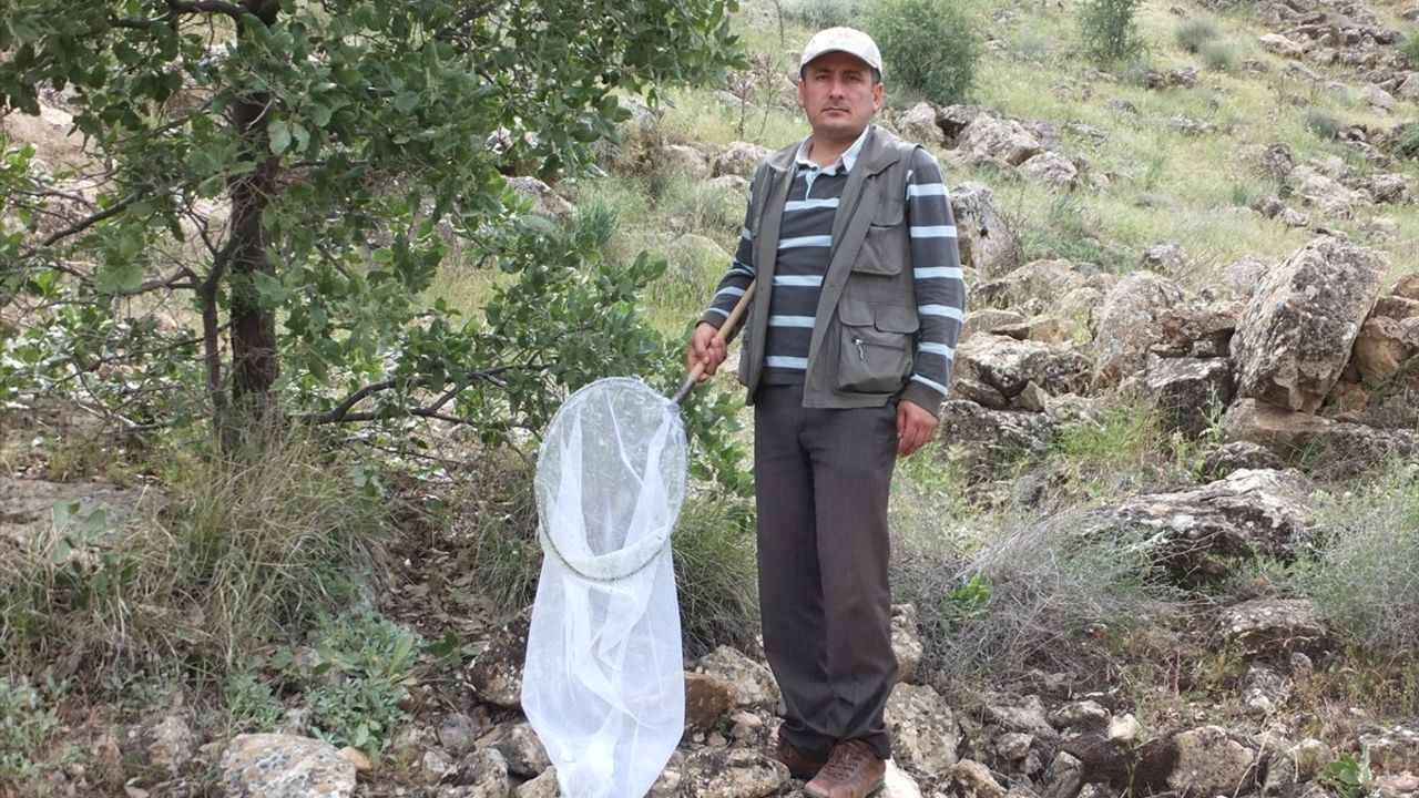 Kırşehir'de Yeni Böcek Türü Keşfedildi: 'Emine'