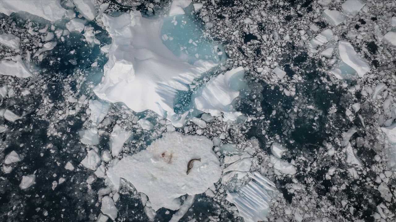 Kuş Gribi ve Kirlilik Antarktika'nın Geleceğini Tehdit Ediyor