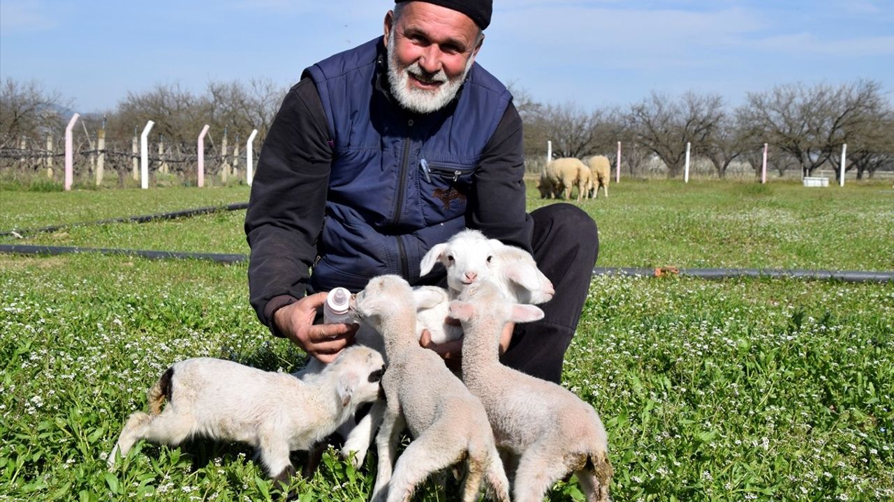 Manisa'da Koyun 5 Kuzu Doğurdu