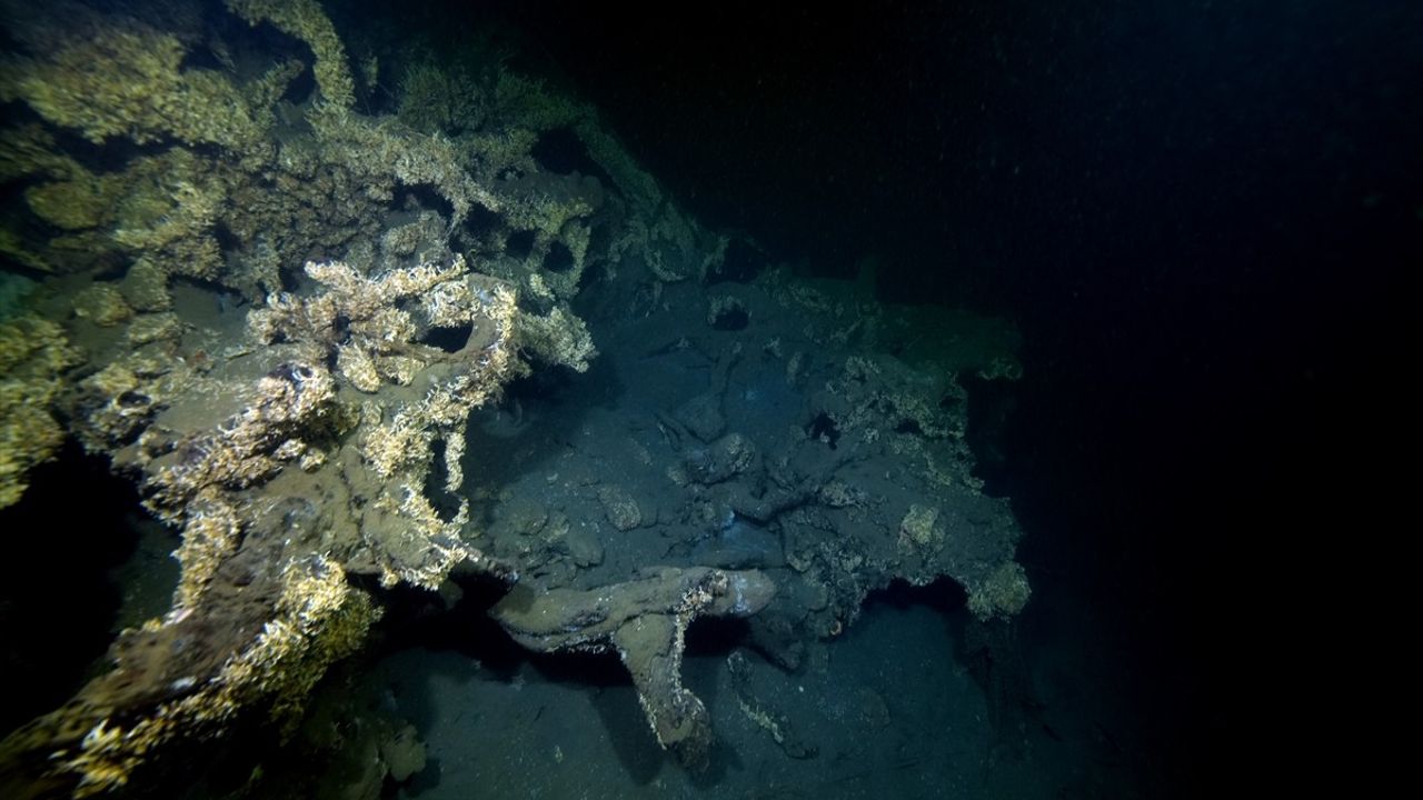Marmara Depremi'nin İzleri: Su Altındaki Çınar Ağaçları
