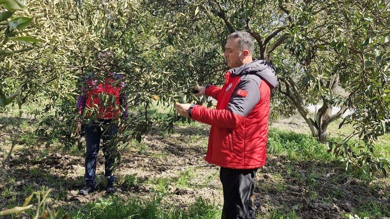 Muğla'da Narenciye Bahçelerinde Hasar Tespiti Başlatıldı
