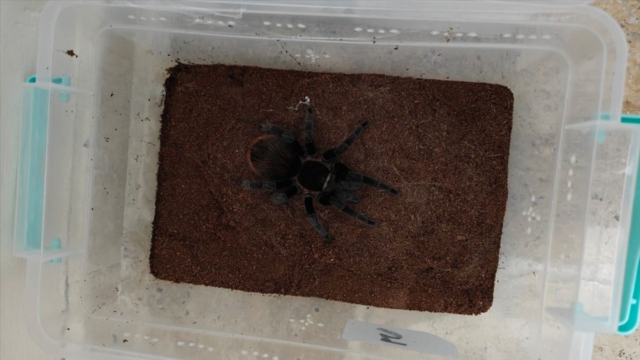 Sivas'ta Egzotik Hayvan Kaçakçılığı Operasyonu: 4 Yılan ve 1 Tarantula Ele Geçirildi