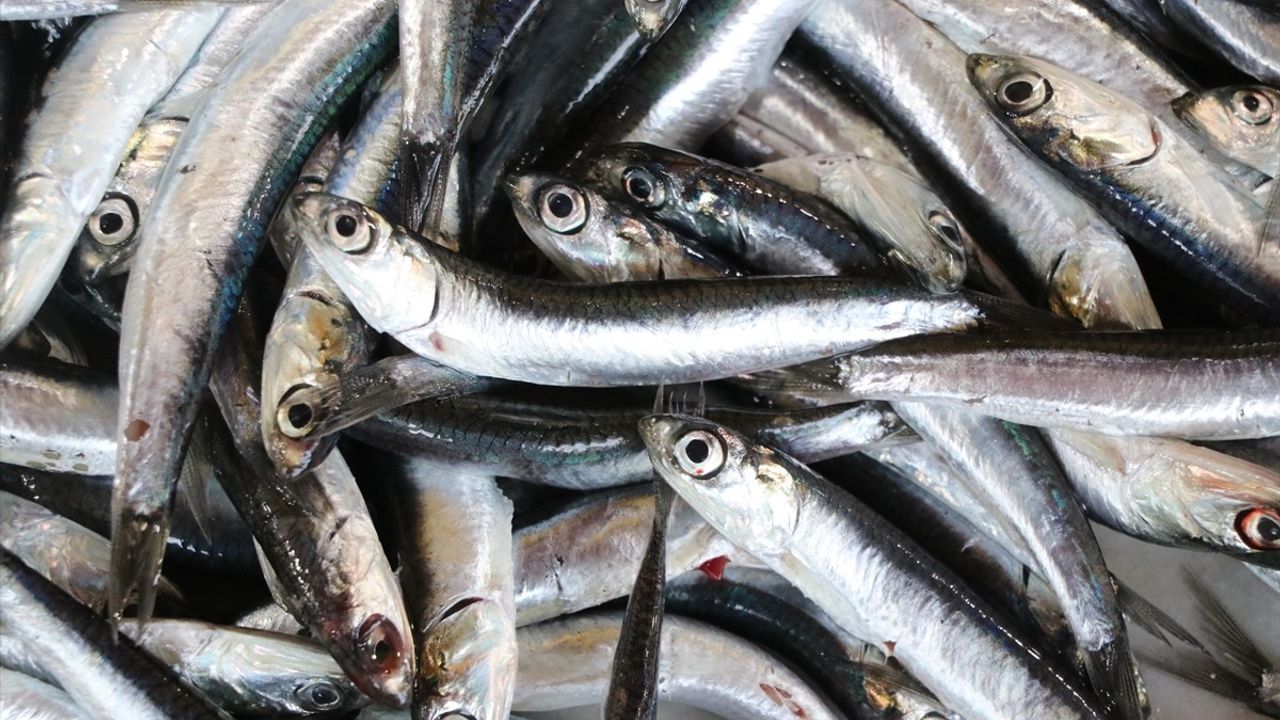 Tekirdağ'da Ramazan Ayında Hamsi Fırtınası