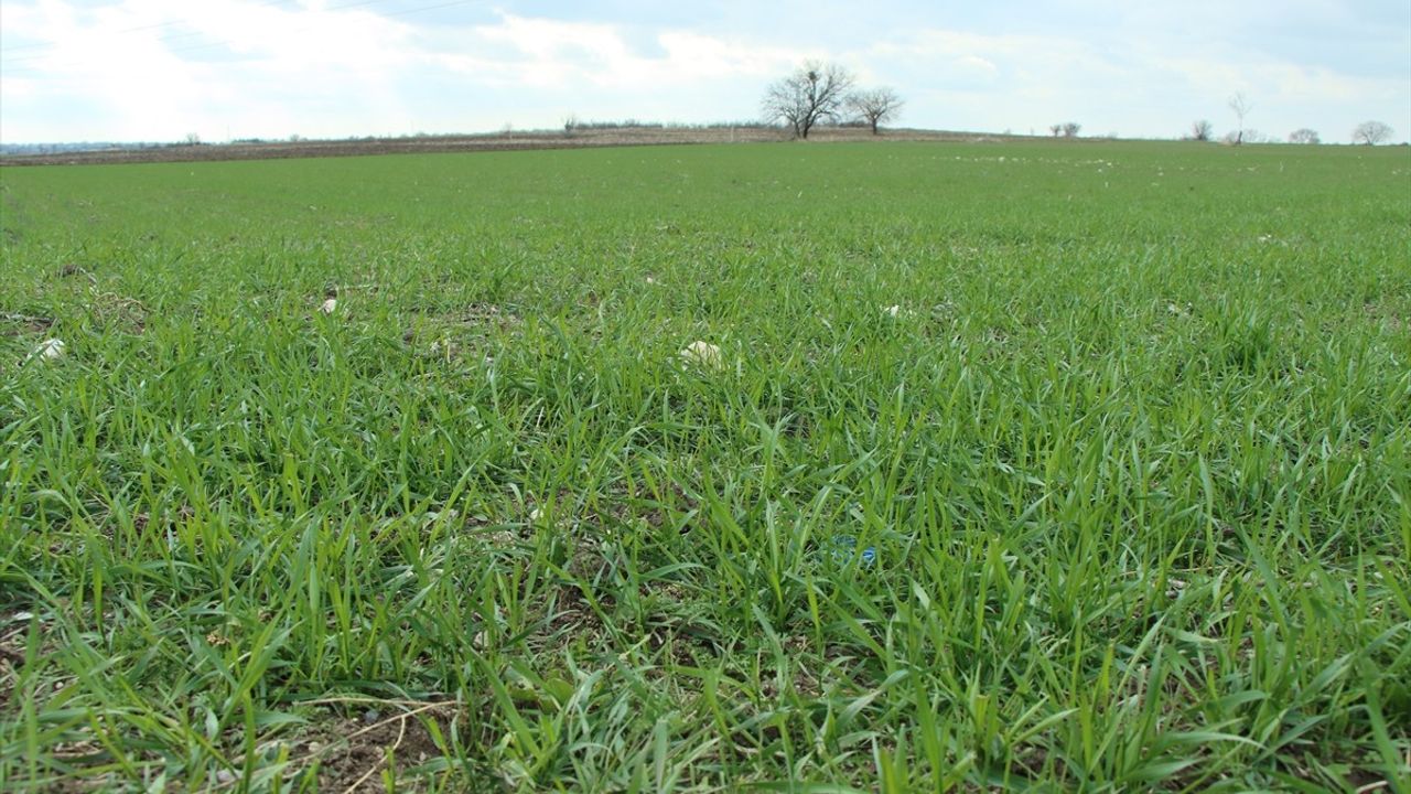 Trakya'da Tarımsal Kuraklık Hububat Üretimini Olumsuz Etkiliyor