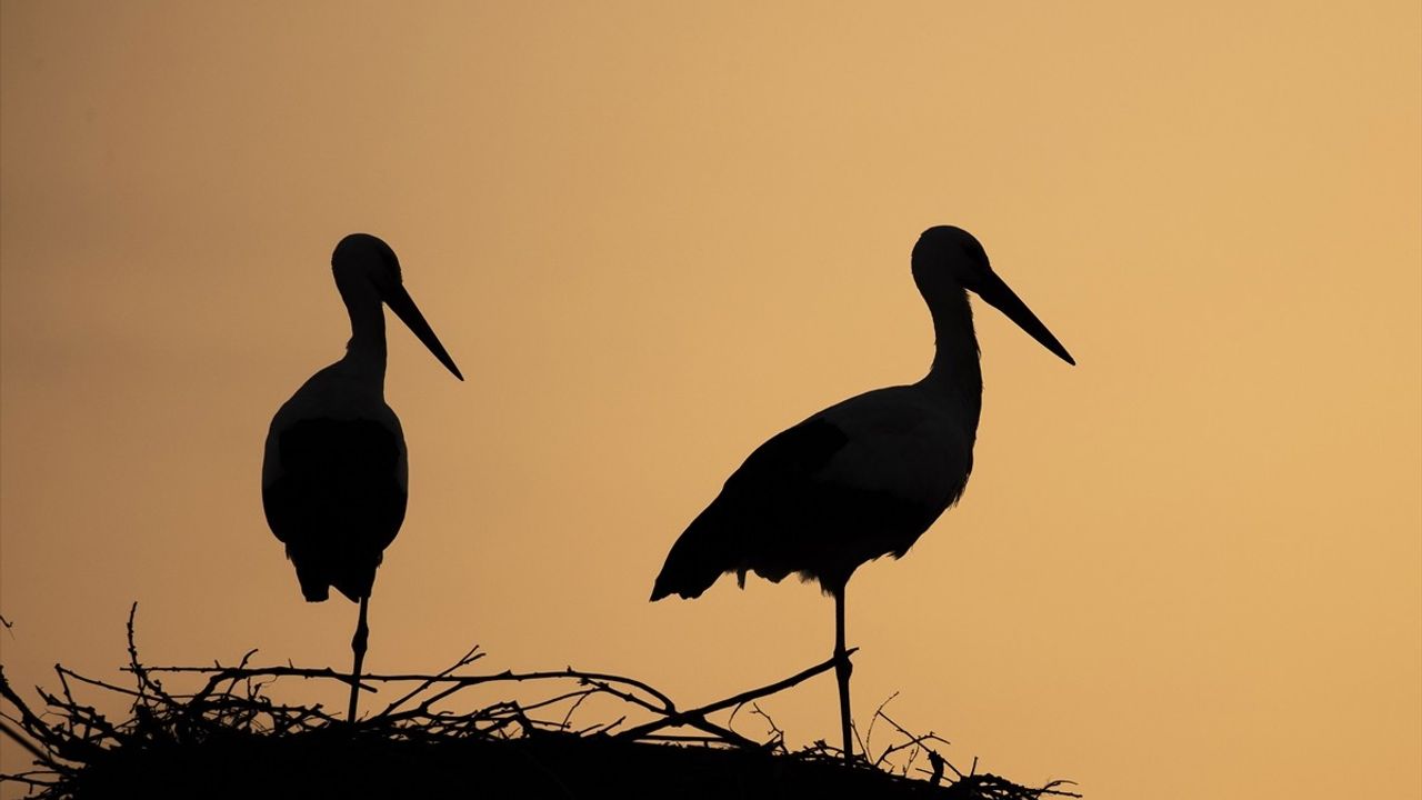 Tunceli'de Leyleklerin Efsanevi Hikayesi