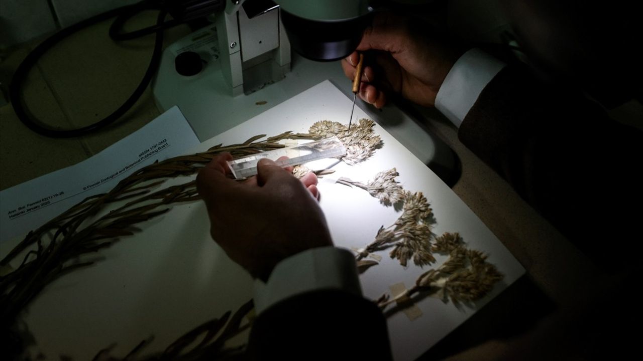 Tunceli'de Yeni Bitki Türü Keşfedildi