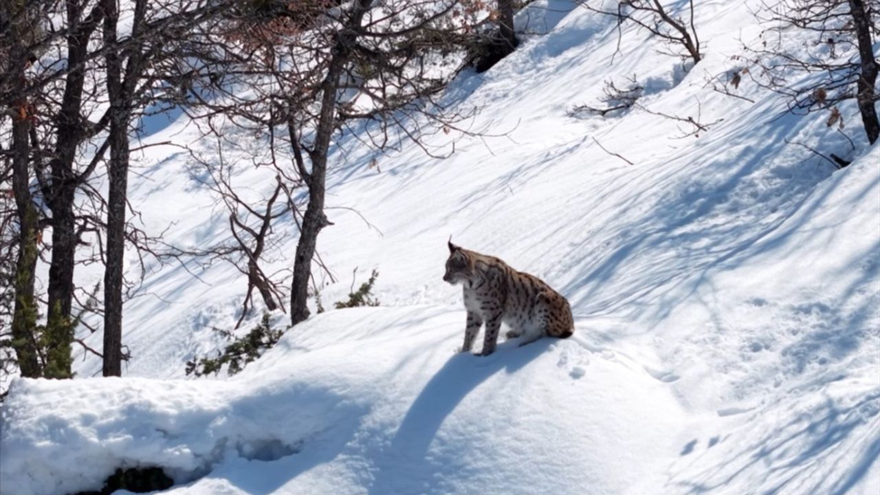 Tunceli Ormanlarında Vaşak Görüntülendi