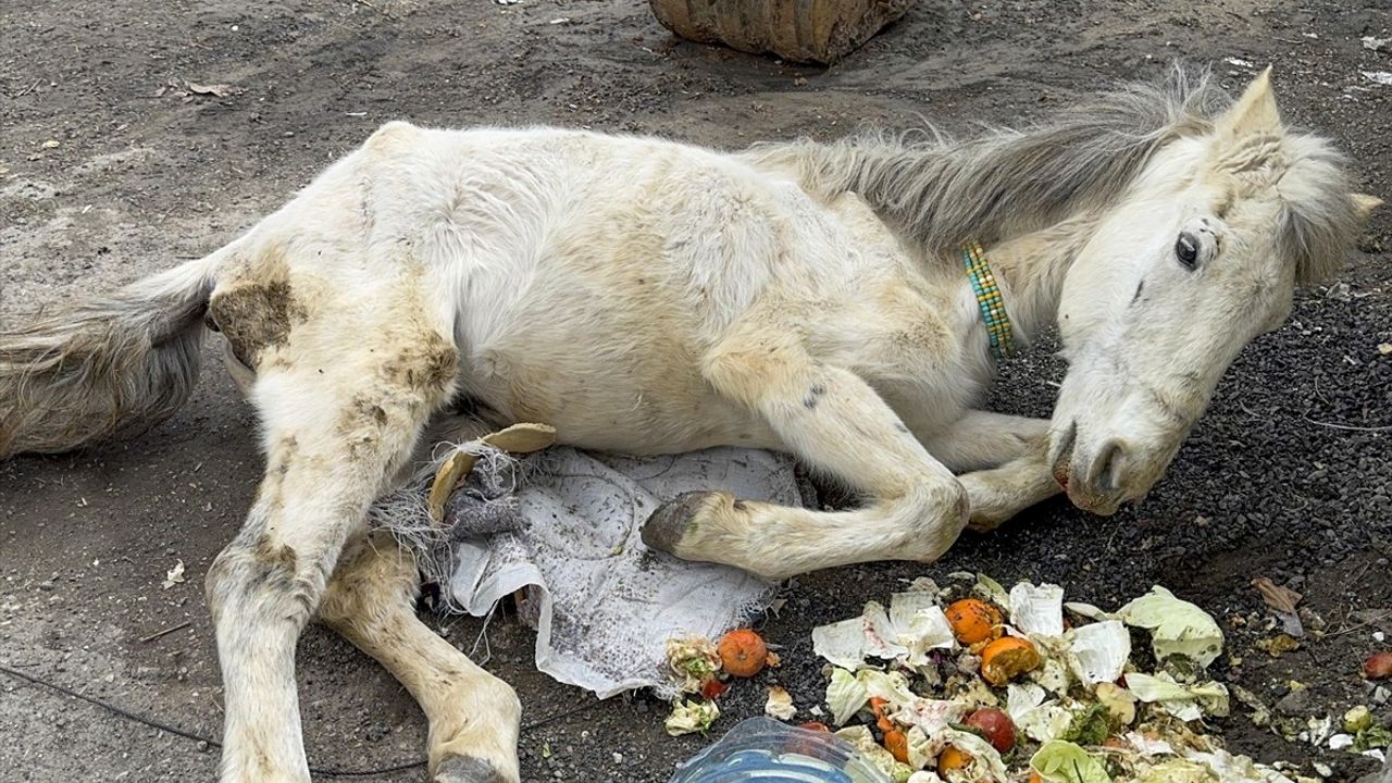 Van'da Bitkin Bulunan Katır Sağlığına Kavuştu