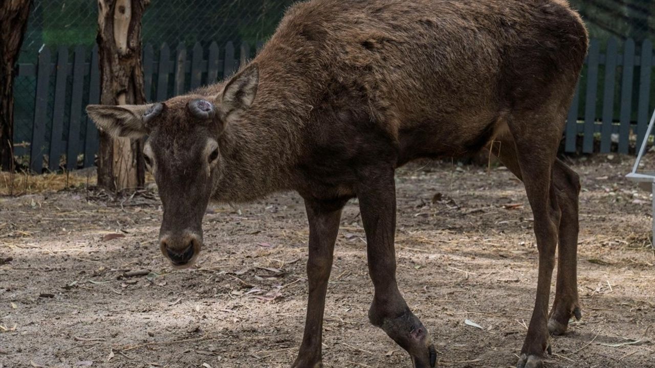 Yaralı Geyik, İzmir Doğal Yaşam Parkı'nda Yeni Bir Hayata Başlıyor