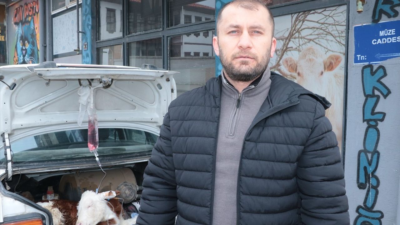 Yozgat'ta Hastalanan Buzağı için Acil Müdahale